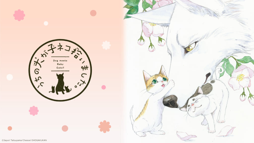 スペシャル チーズ ネット